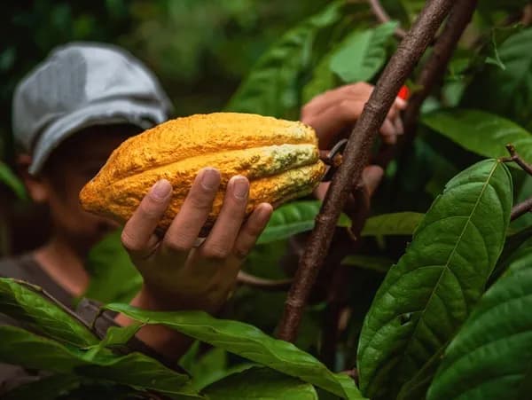 An old, rustic cacao farm from the 1970s.