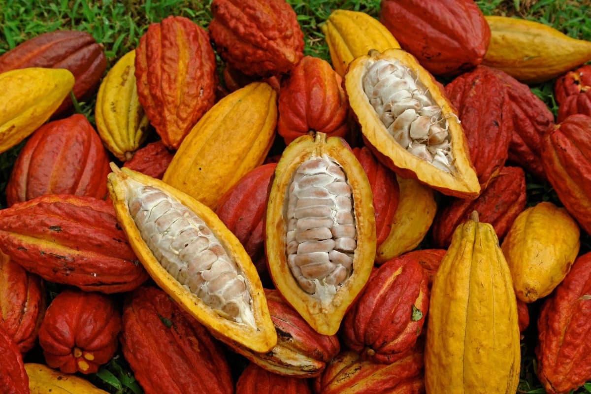 Cacao beans being processed and dried.